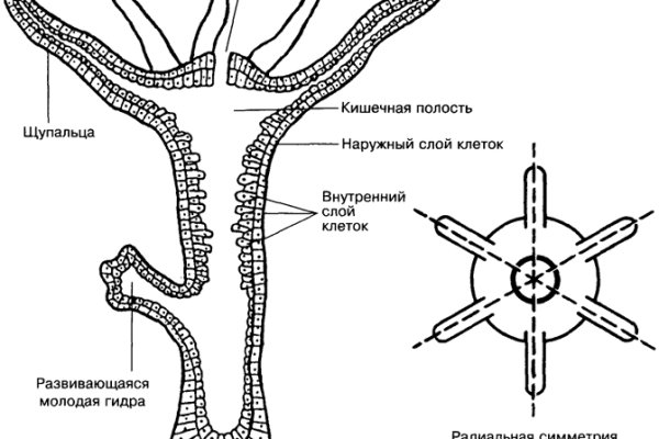 Кракен это современный даркнет