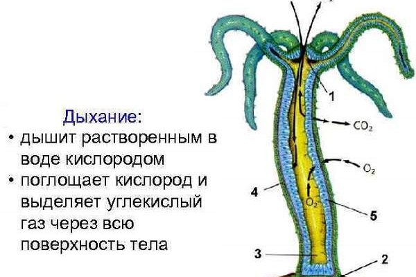 Кракен рабочее зеркало