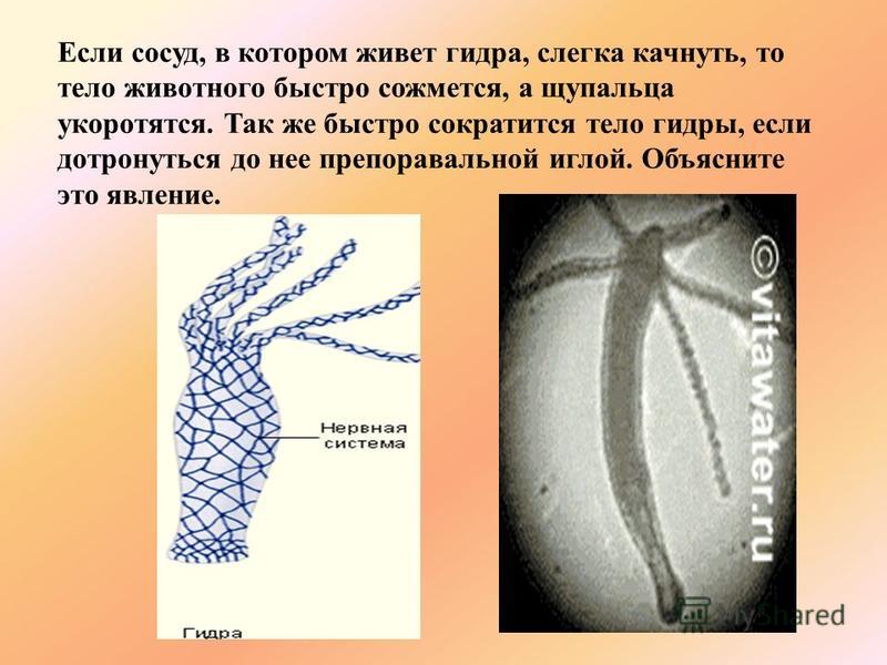 Кракен сайт купить наркотики